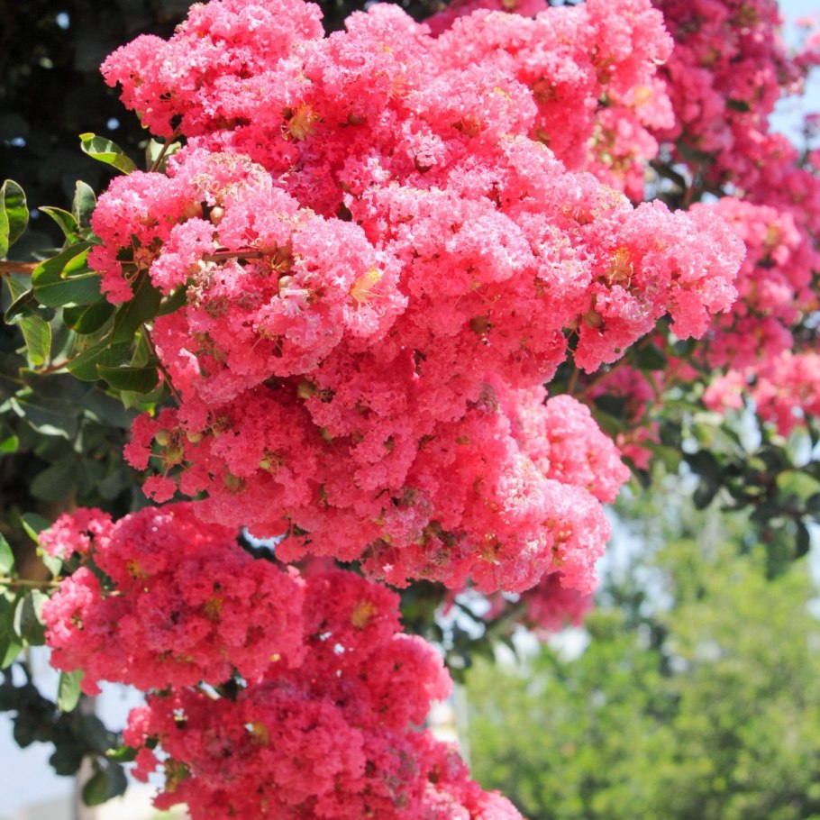 Лагерстремия индийская индийская сирень