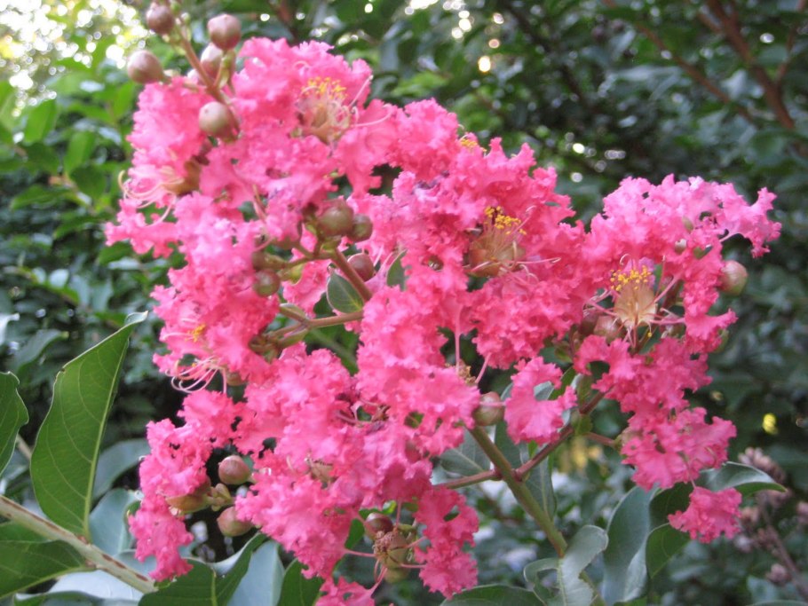 Лагерстремия индийская куст