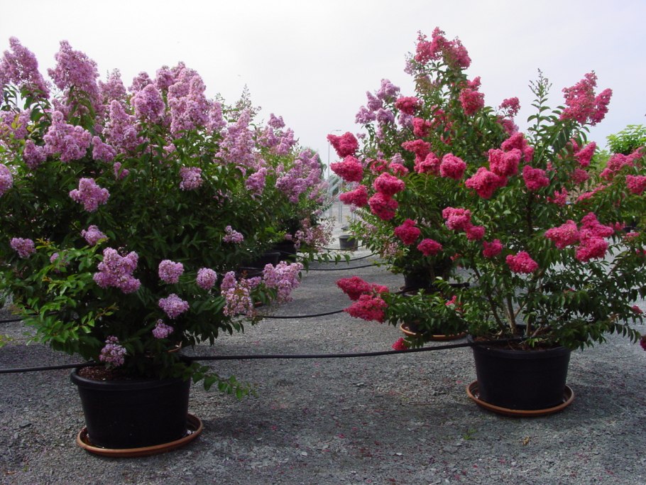 Сирень Лагерстремия