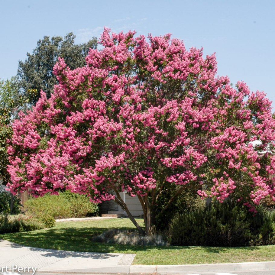 Индийская сирень Лагерстремия