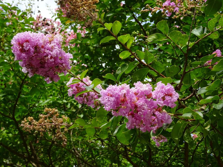 Лагерстремия индийская белая