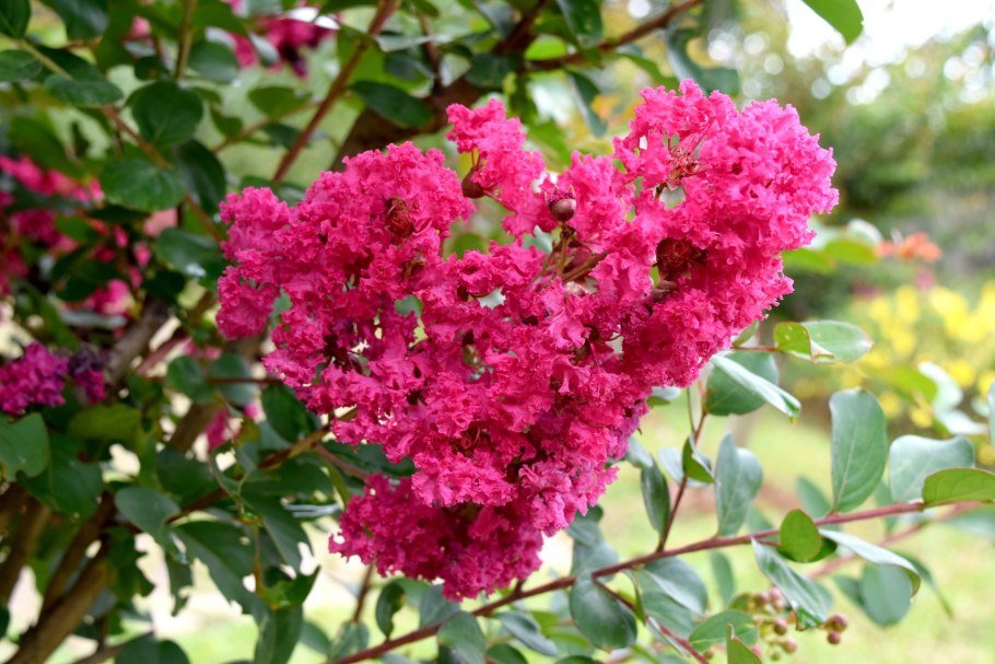 Лагерстремия индийская Lagerstroemia Indica