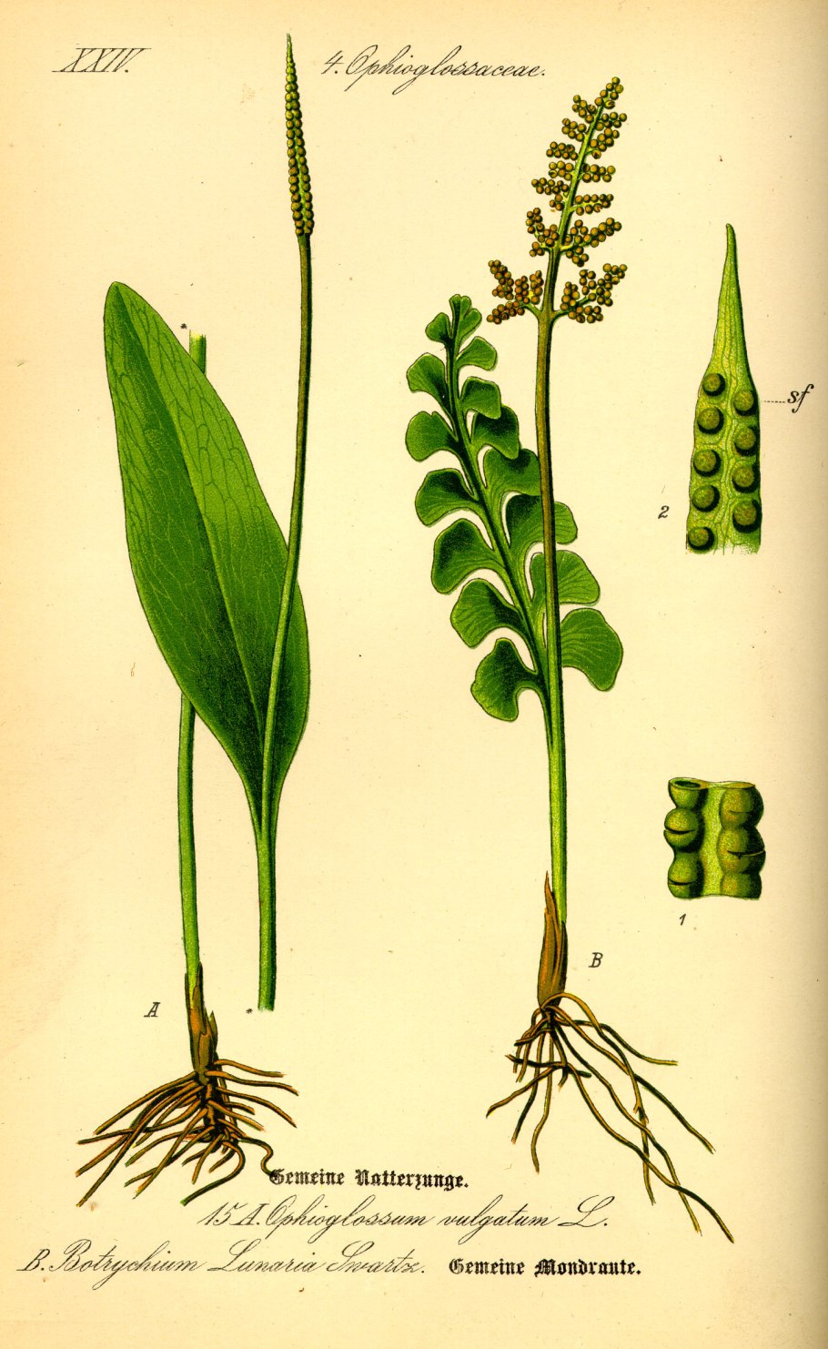 Ophioglossum reticulatum