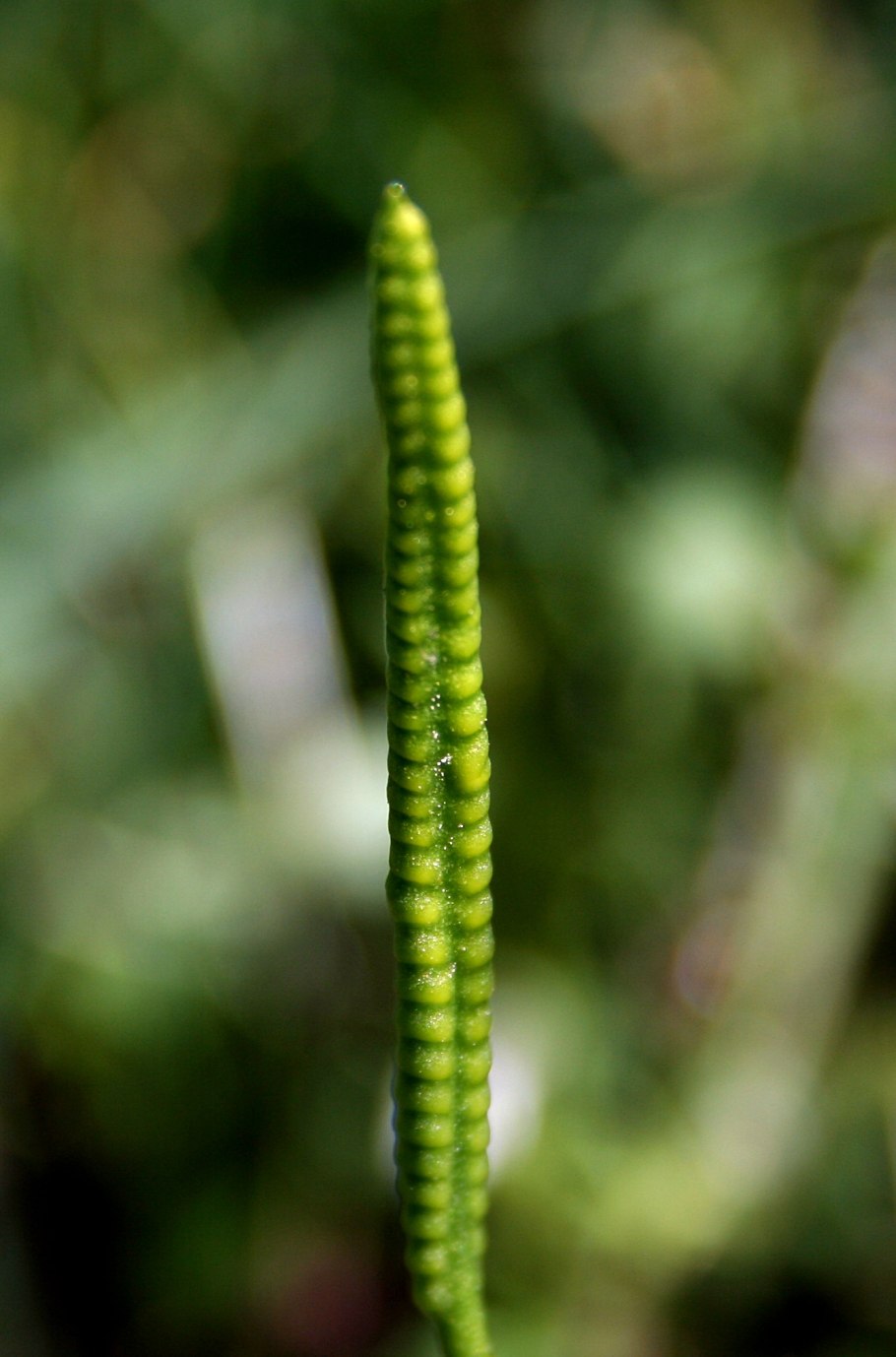 Гроздовник простой - Botrychium Simplex e. Hitchc.