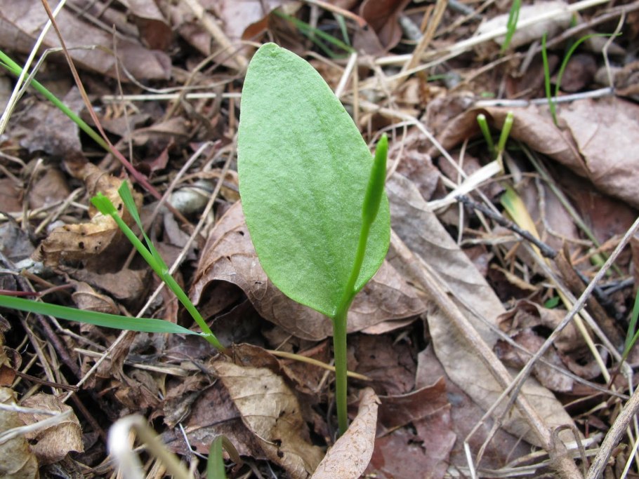 Папоротник Гроздовник виргинский