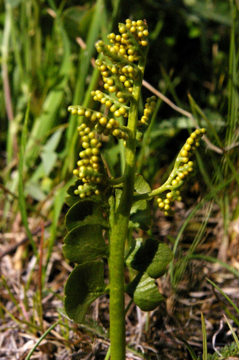 Ophioglossum vulgatum - ужовник обыкновенный