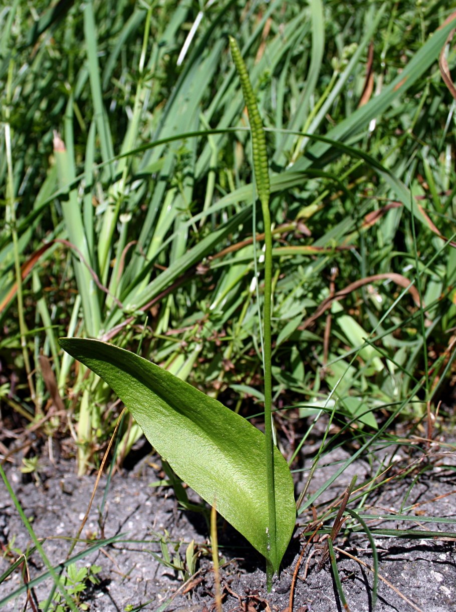 Ophioglossum malviae