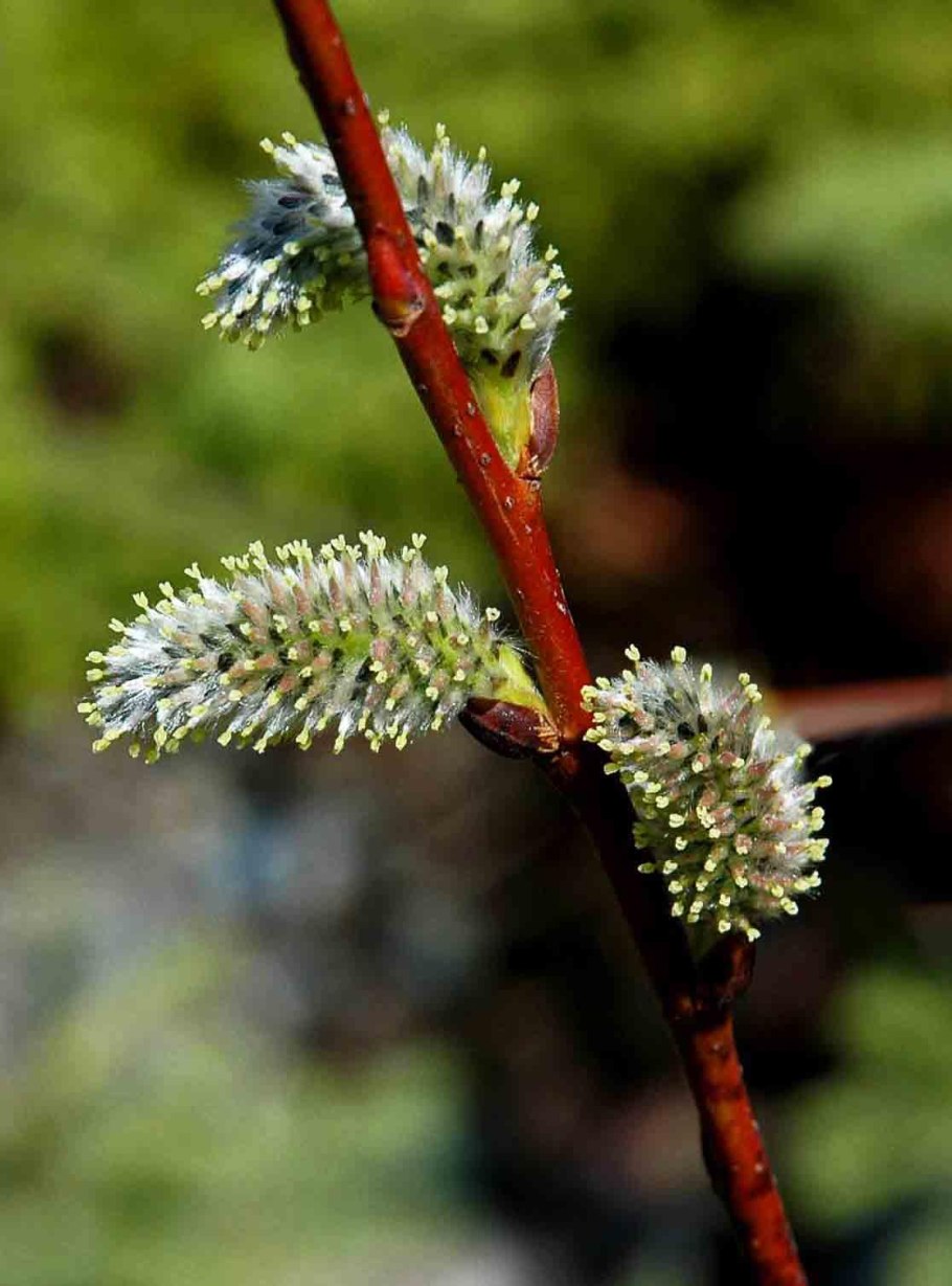 Ива Шикотанская Salix shikotanensis
