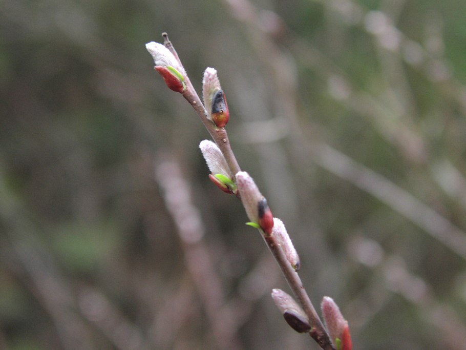 Ива Бебба фото