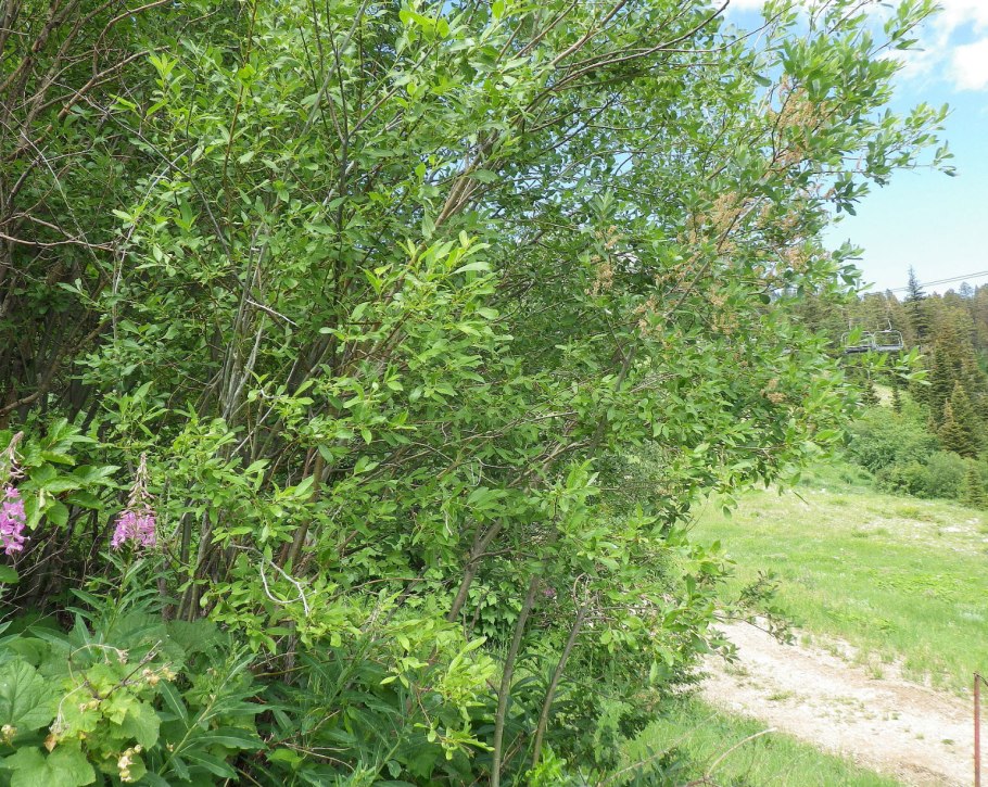 Ива деревцевидная