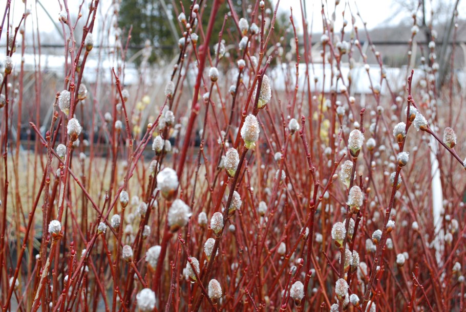 Ива монетовидная