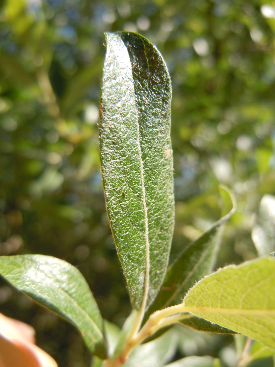 Salix discolor