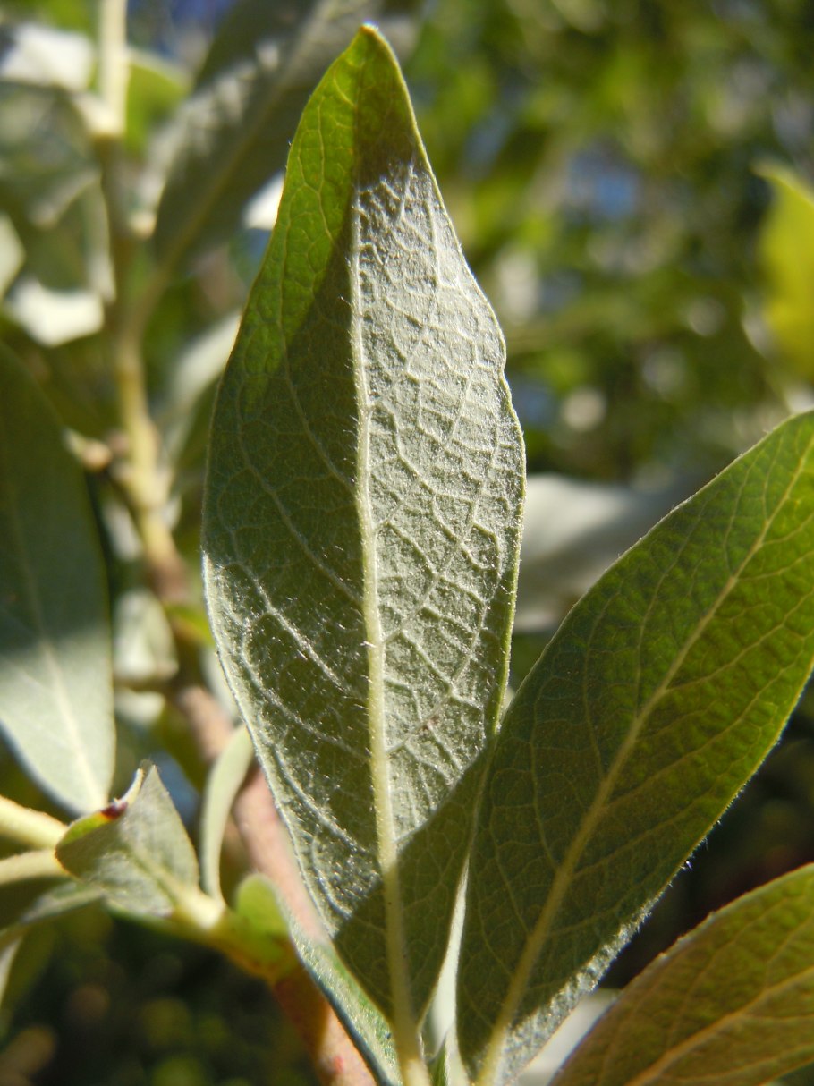 Ива Бебба фото дерева