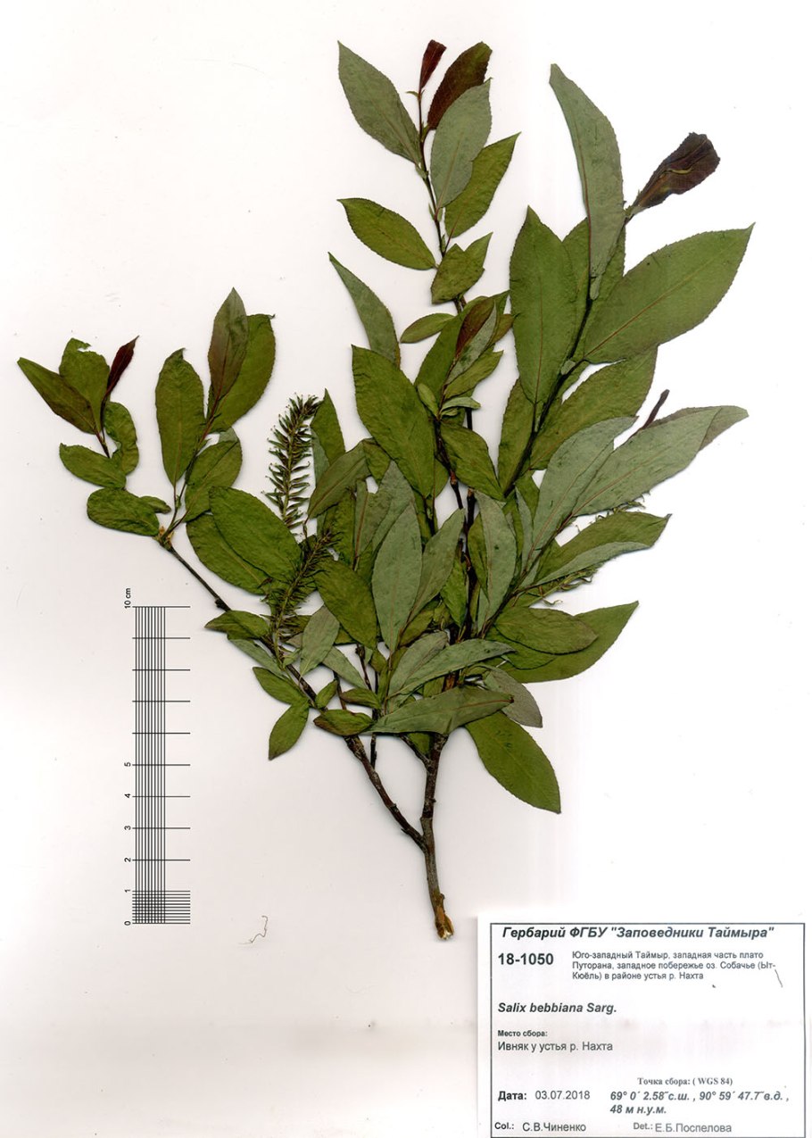 Ива чернеющая Кольская