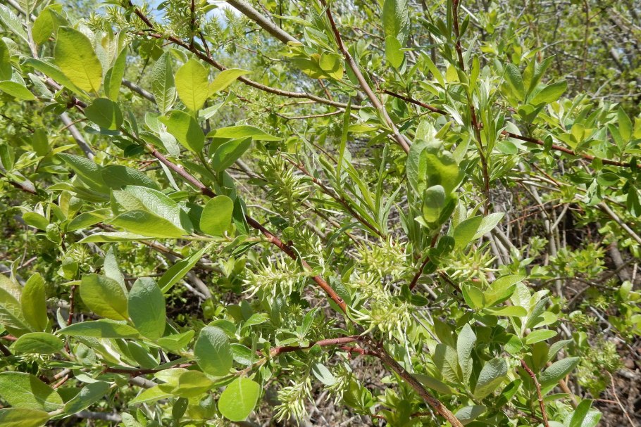 Salix discolor