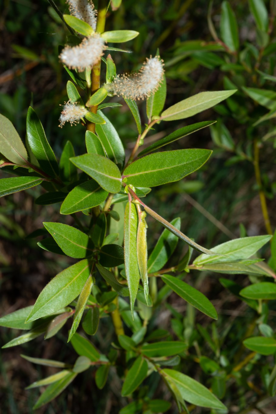Salix bebbiana Sarg. – Ива Бебба