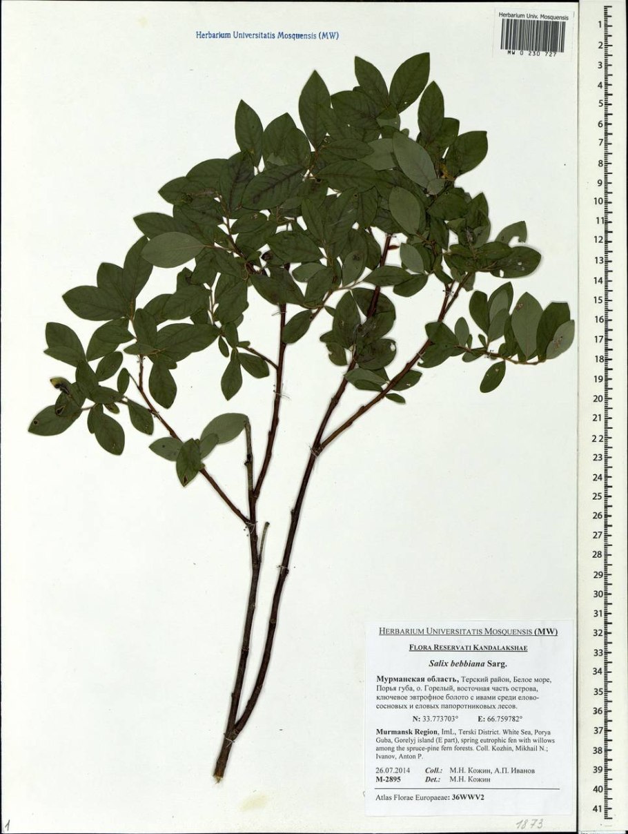 Salix discolor