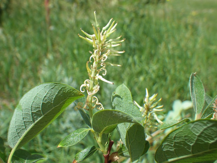 Ива Бебба фото