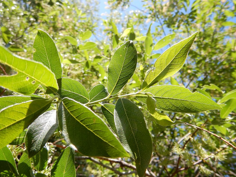 Приземистая Ива Бебба