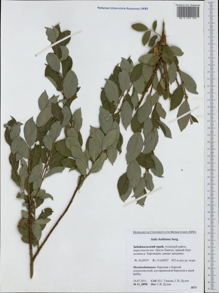 Ива Свердловская плакучая