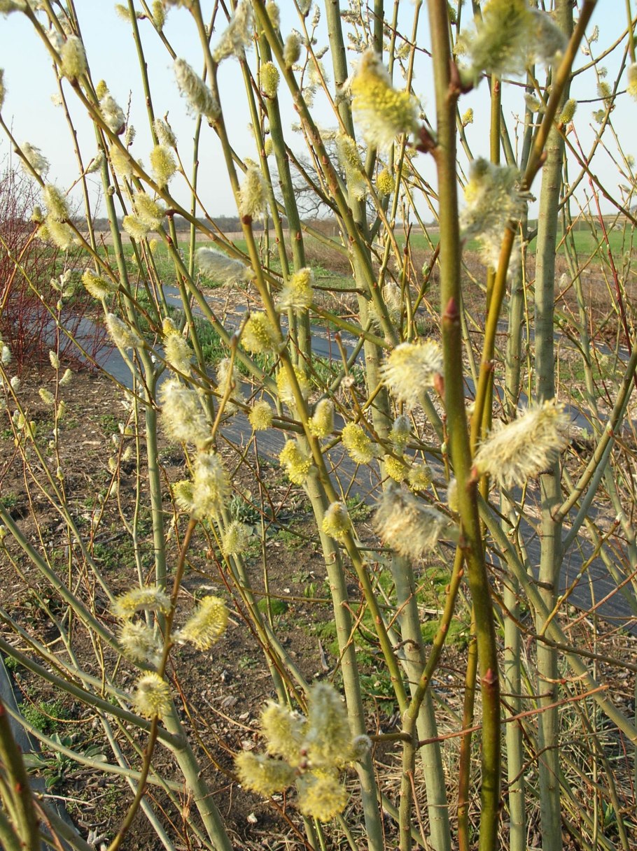 Salix xerophila