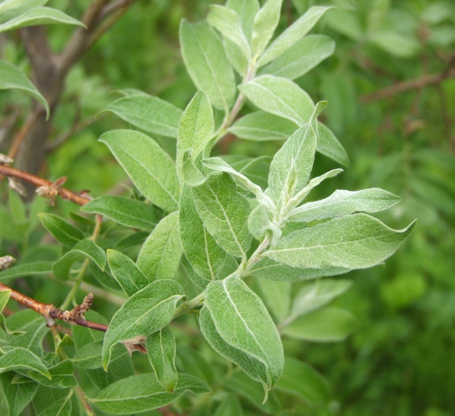 Ива Бебба дерево