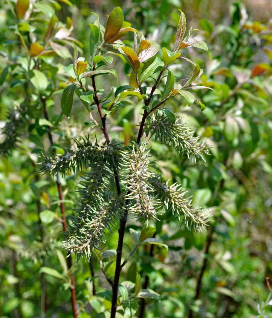 Ива ломкая Ива плакучая