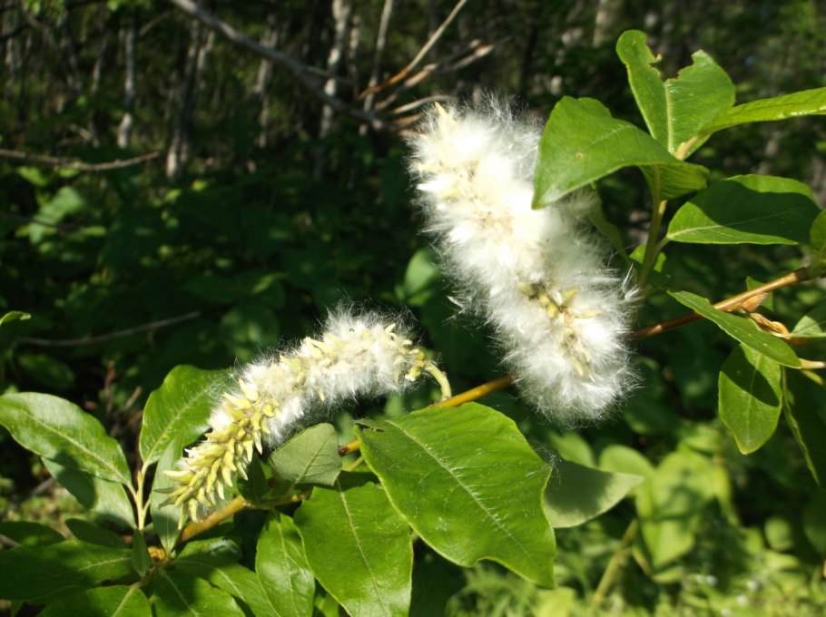 Ива грушанколистная