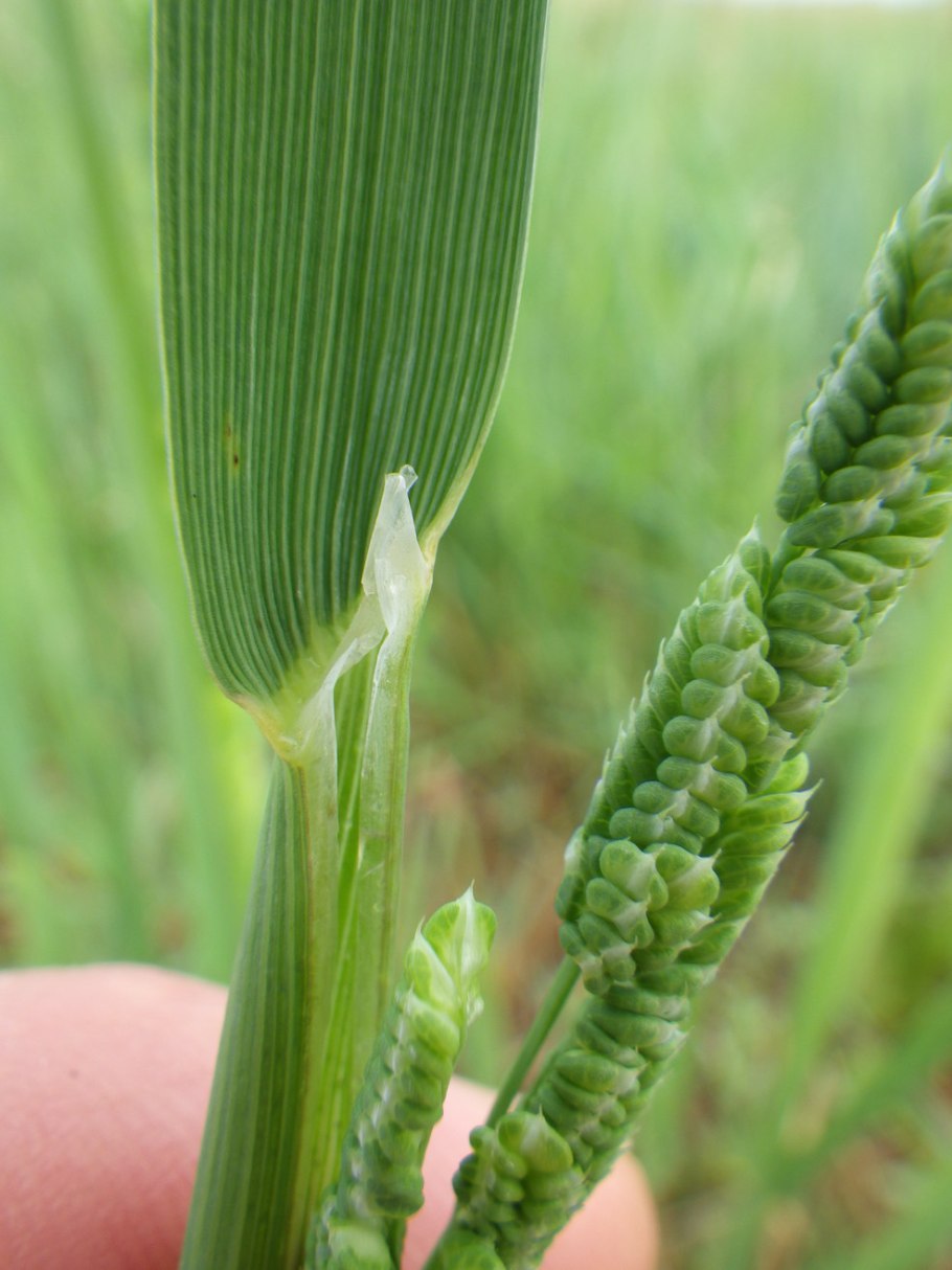 Beckmannia eruciformis