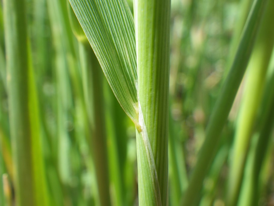 Бекмания обыкновенная трава