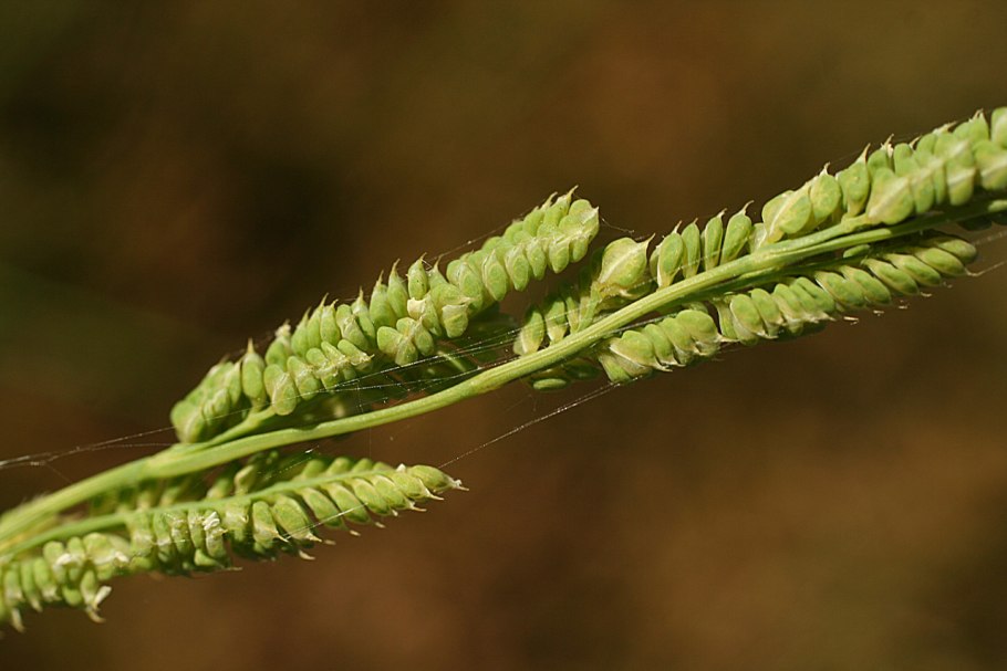Райграс пастбищный