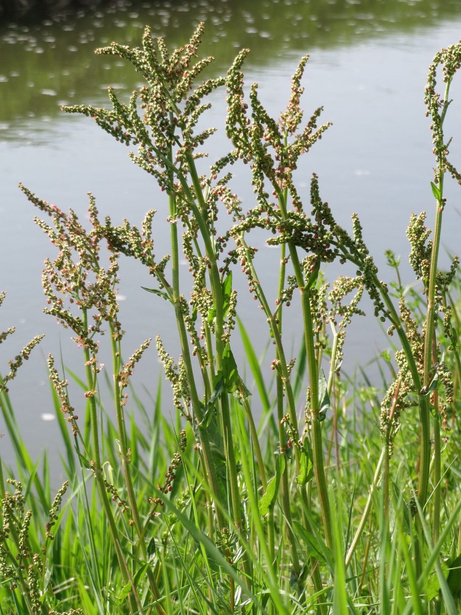 Райграс пастбищный