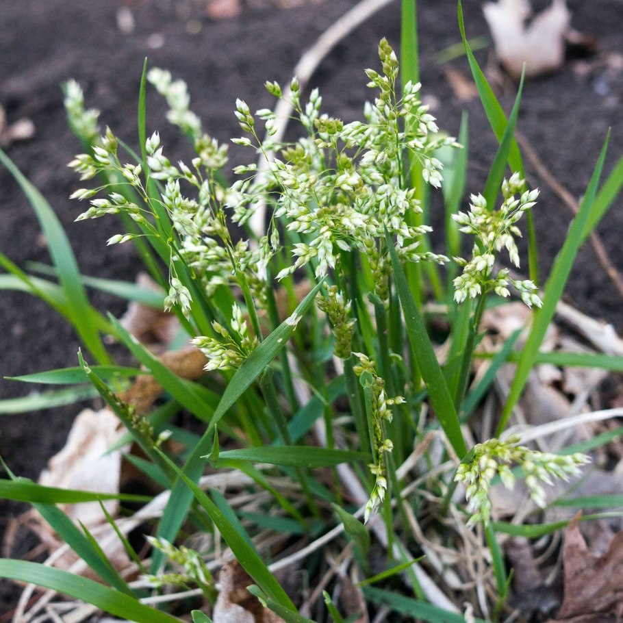 Зубровка трава