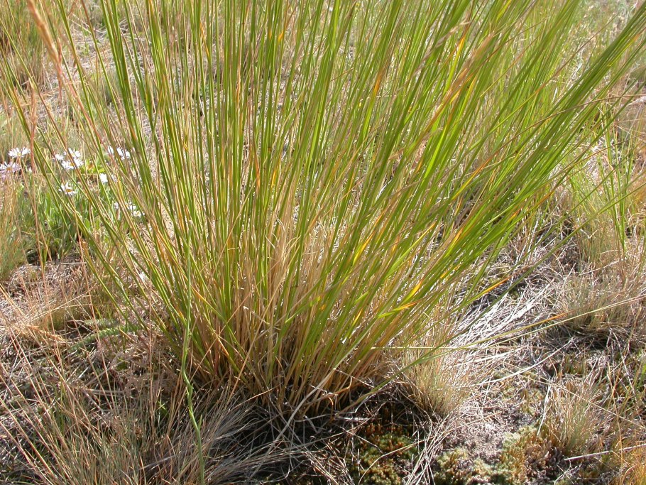 Коровяк густоцветный