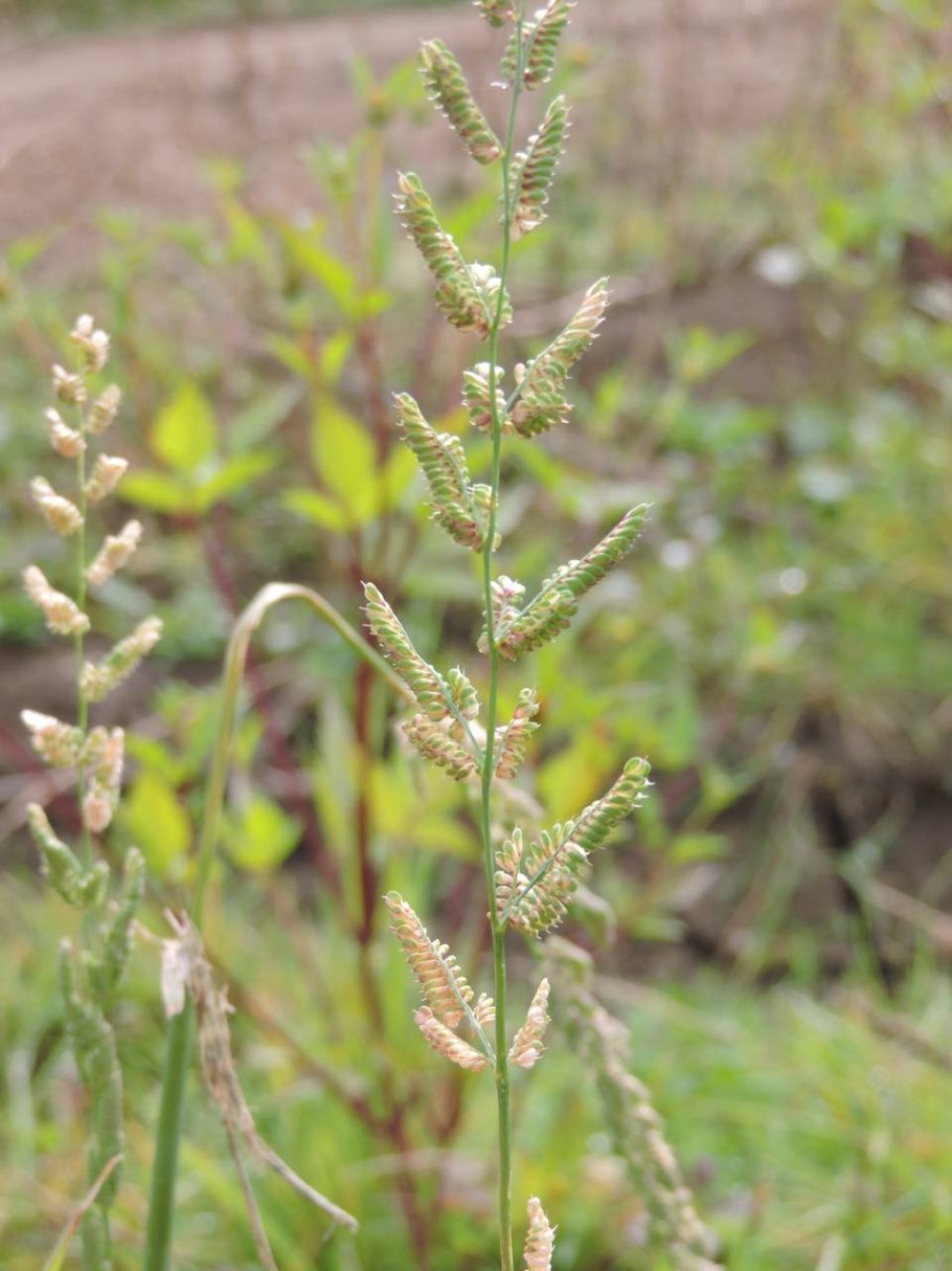 Beckmannia eruciformis