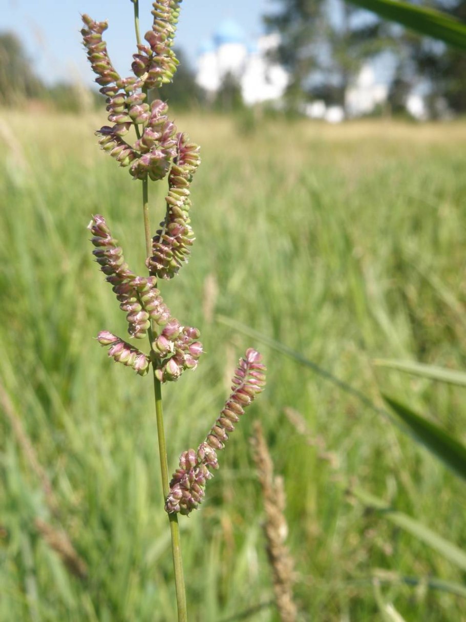 Бекмания обыкновенная, гусеницевидная