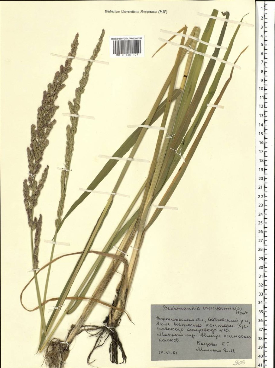 Beckmannia eruciformis