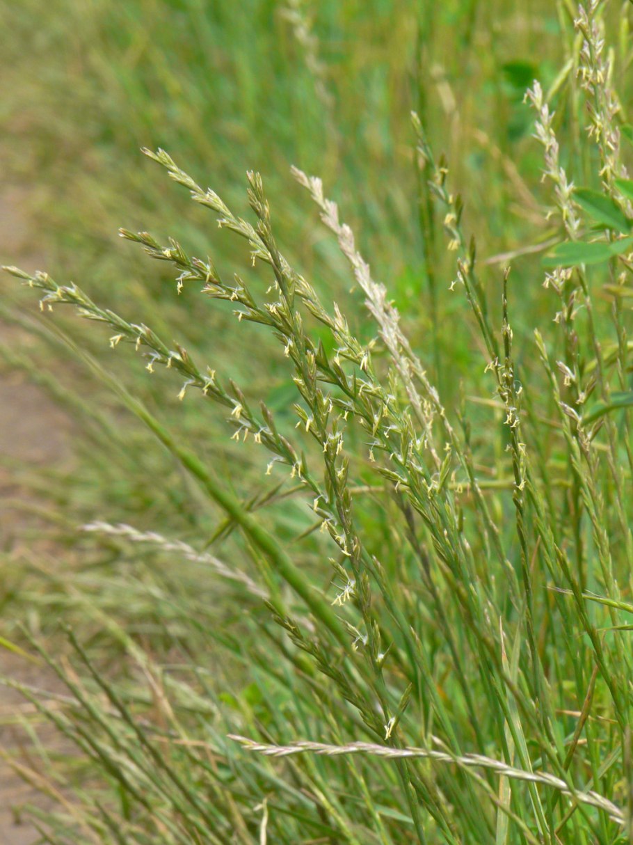 Бекмания обыкновенная гербарий