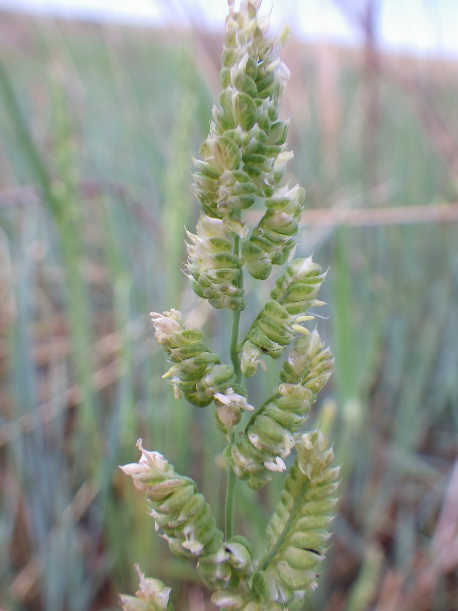 Райграс пастбищный