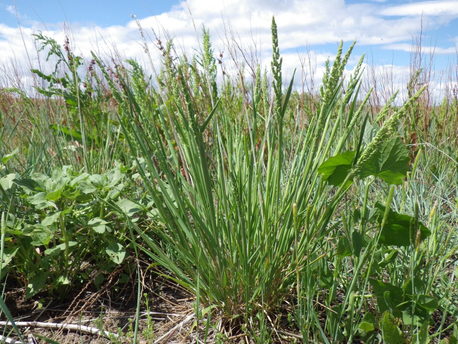 Бекмания обыкновенная, гусеницевидная
