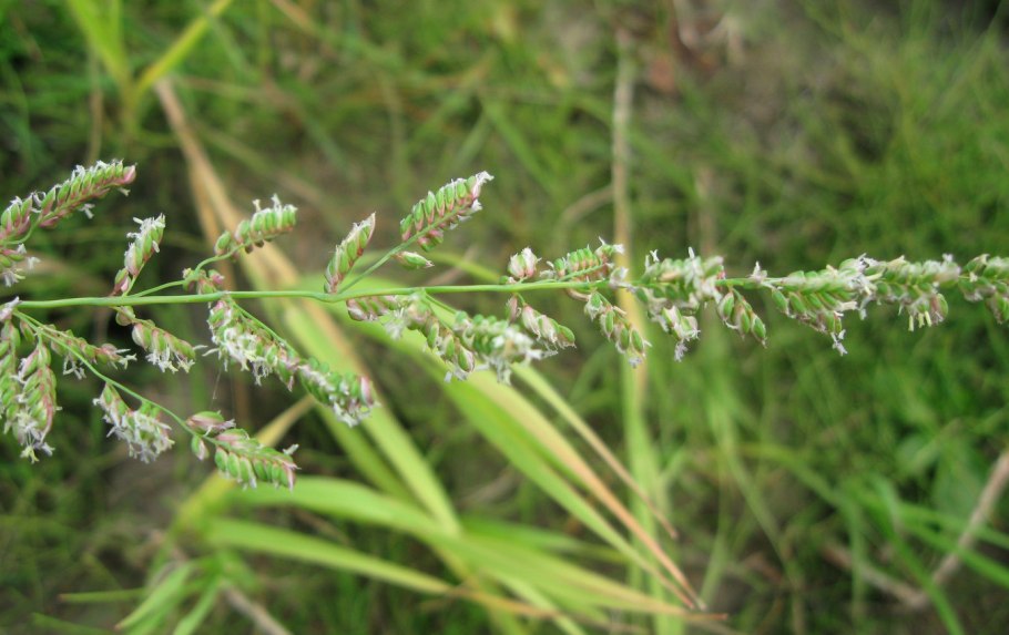 Beckmannia eruciformis