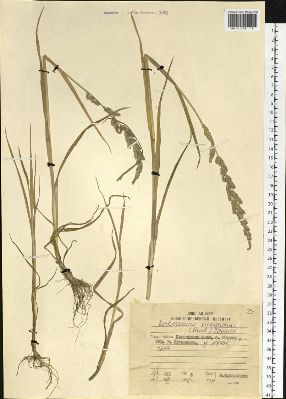 Тип кущения бекмании обыкновенной