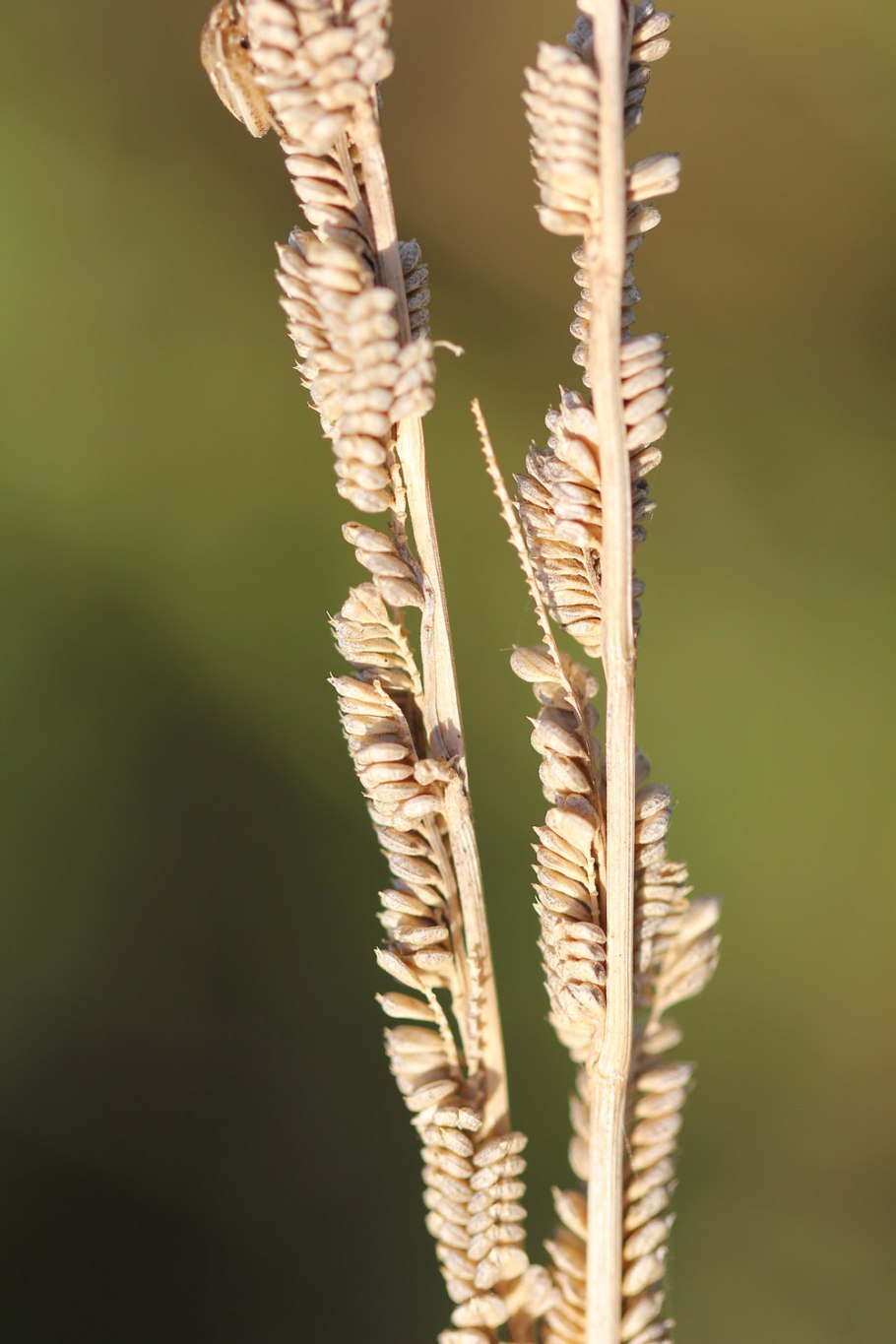Бекмания обыкновенная листья скан