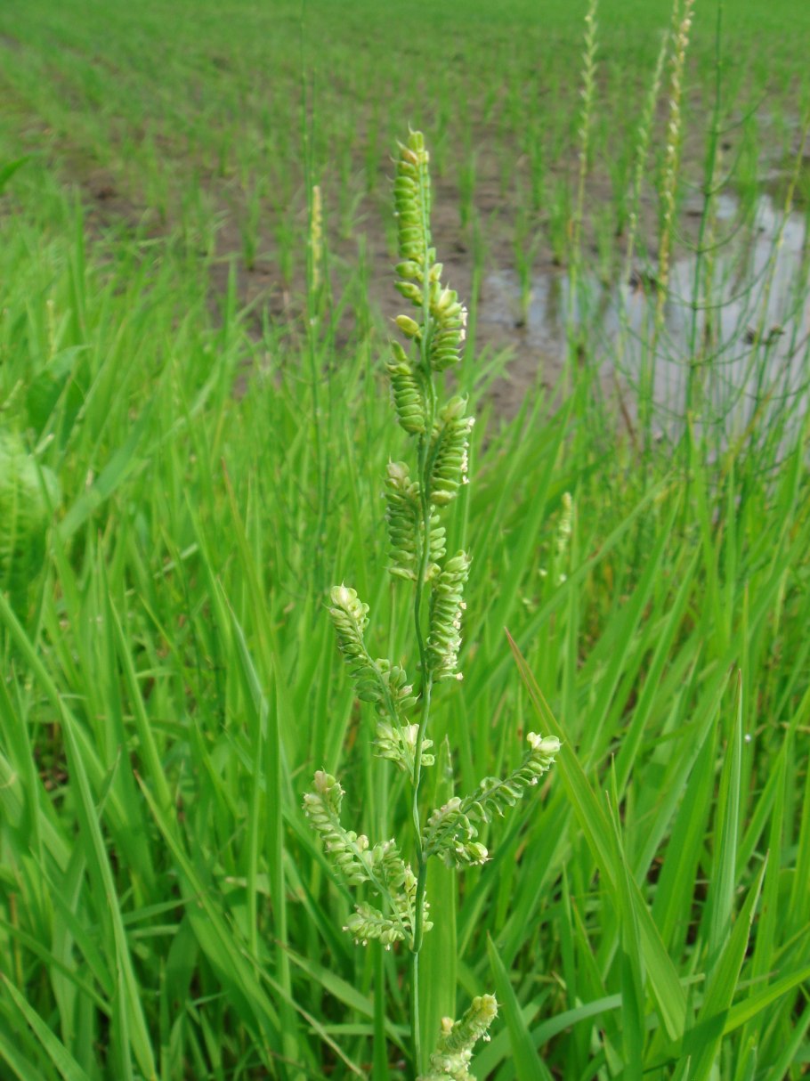 Бекмания Восточная паспорт на смена