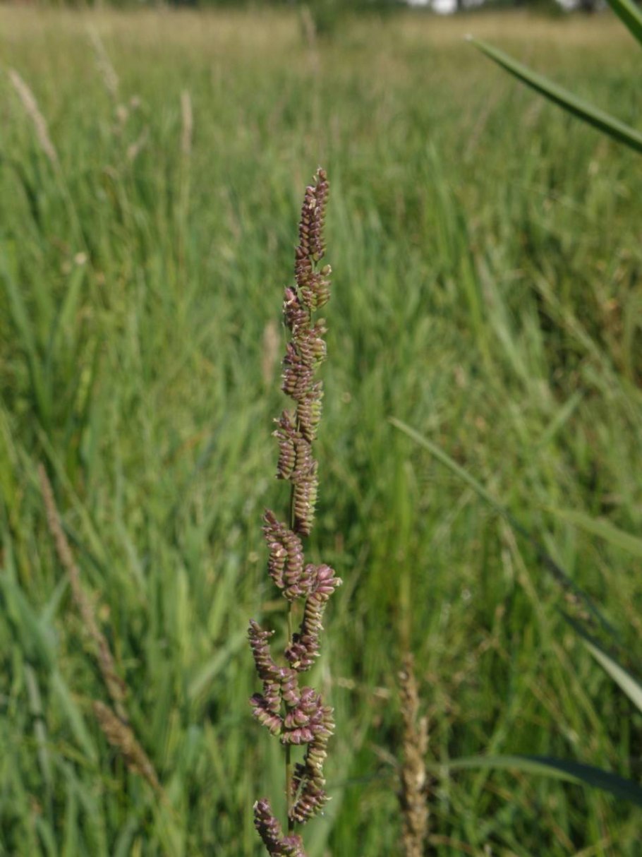 Тип кущения бекмании обыкновенной