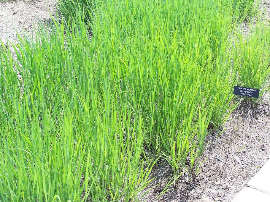 Гребенник Cynosurus cristatus