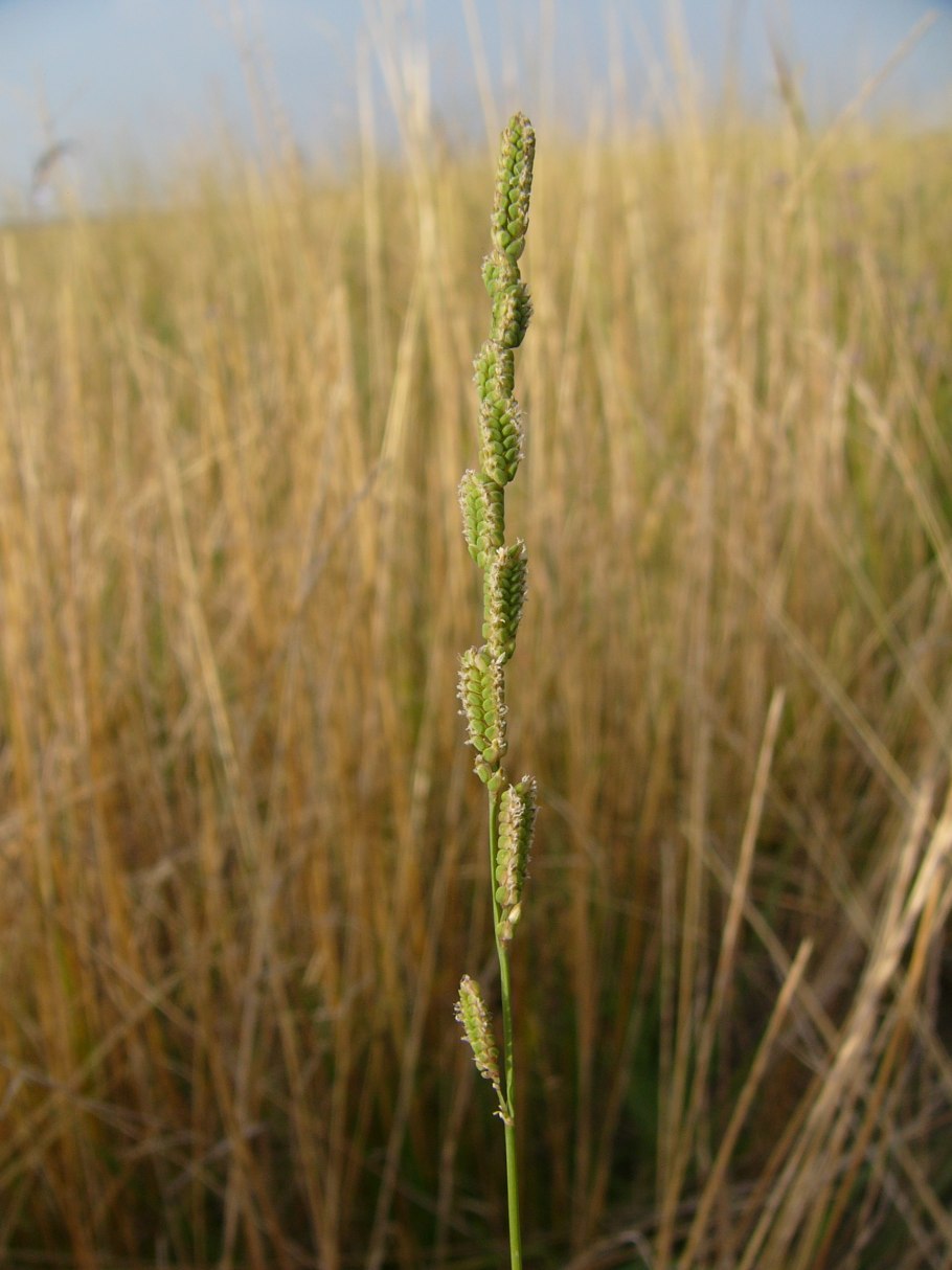 Panicum virgatum Heavy Metal