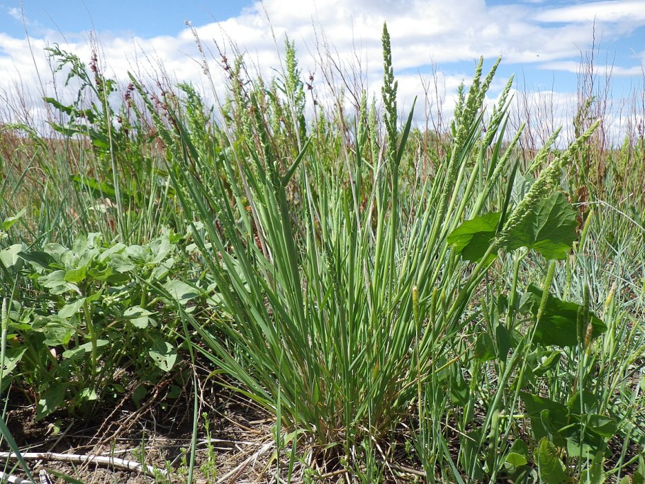 Амарант запрокинутый щирица обыкновенная