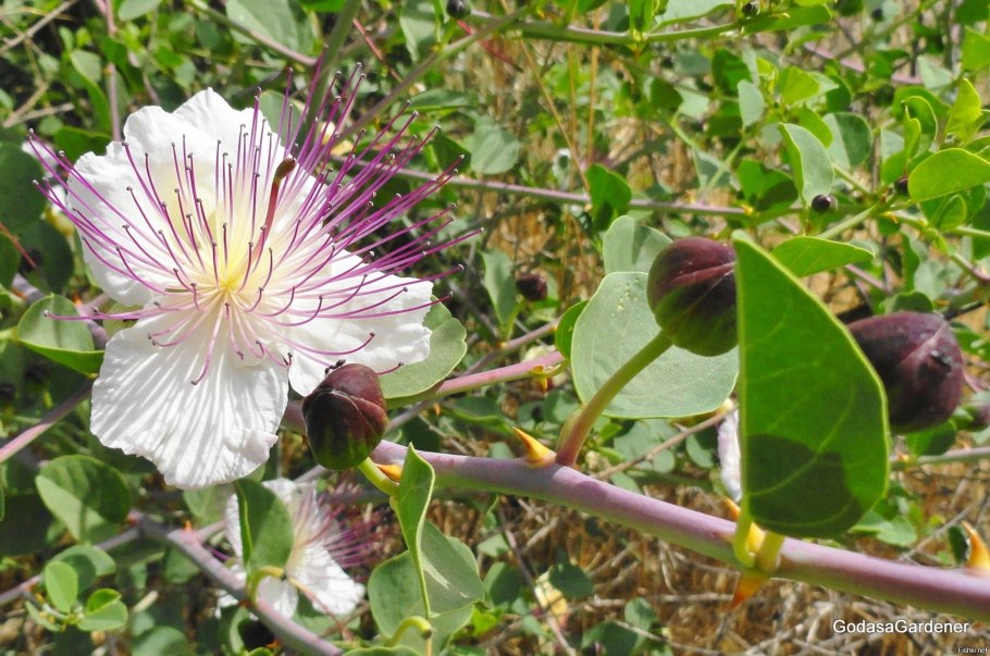 Каперсы колючие (Capparis spinosa)