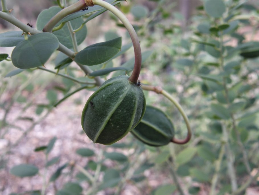 Каперсы растение